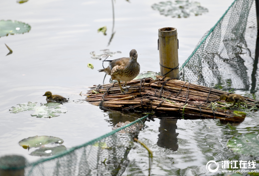 Un pont de la compassion pour les canards du lac de l'Ouest