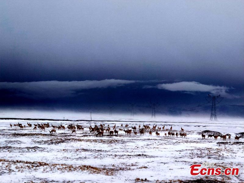 Hoh Xil : des antilopes du Tibet à la recherche de nourriture dans la neige