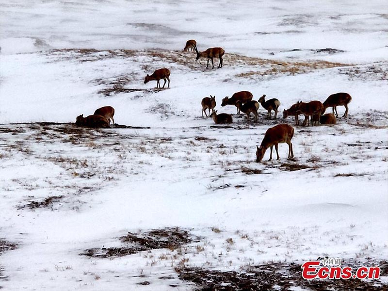 Hoh Xil : des antilopes du Tibet à la recherche de nourriture dans la neige