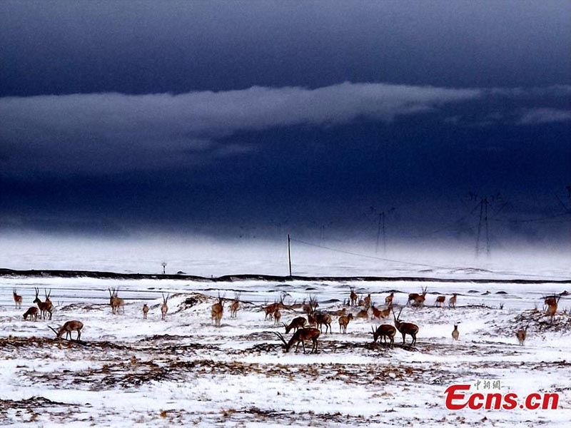 Hoh Xil : des antilopes du Tibet à la recherche de nourriture dans la neige