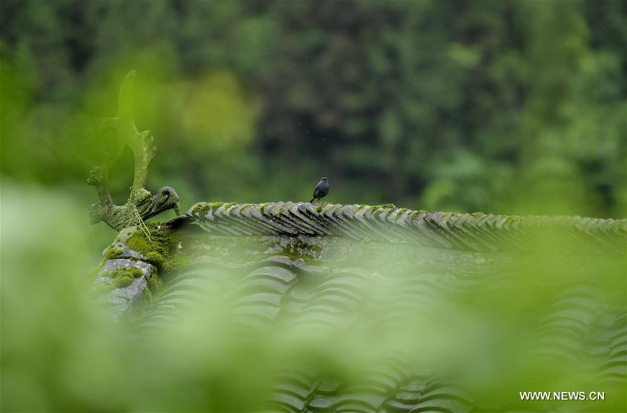 La beauté des maisons sur pilotis des Tujia