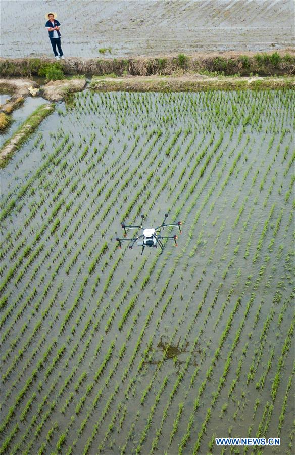 Chine : des machines sans pilote dans les rizières du Jiangsu