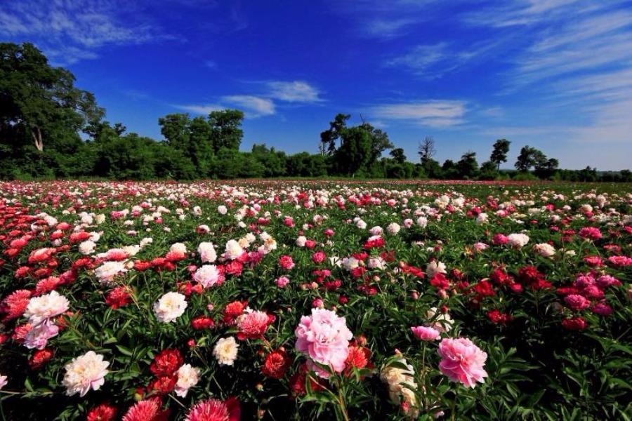 Jilin : les pivoines en fleurs du mont Changbai