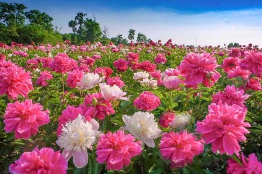 Jilin : les pivoines en fleurs du mont Changbai