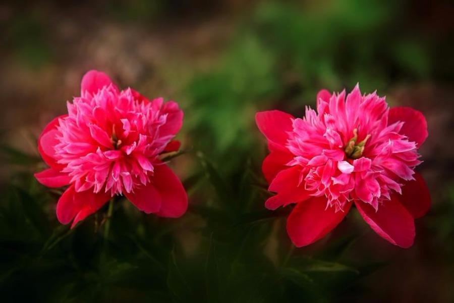 Jilin : les pivoines en fleurs du mont Changbai