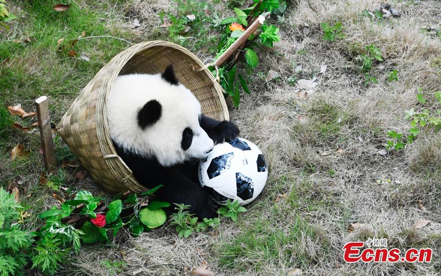 Lancement de la Coupe du monde de football des pandas dans le Sichuan