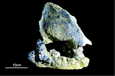 Une lignée distincte d'anciens pandas identifiée grace à l'ADN dans le sud de la Chine