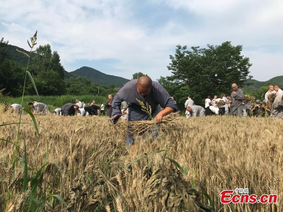 C'est l'heure de la récolte pour les moines de Shaolin