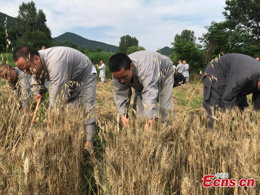 C'est l'heure de la récolte pour les moines de Shaolin