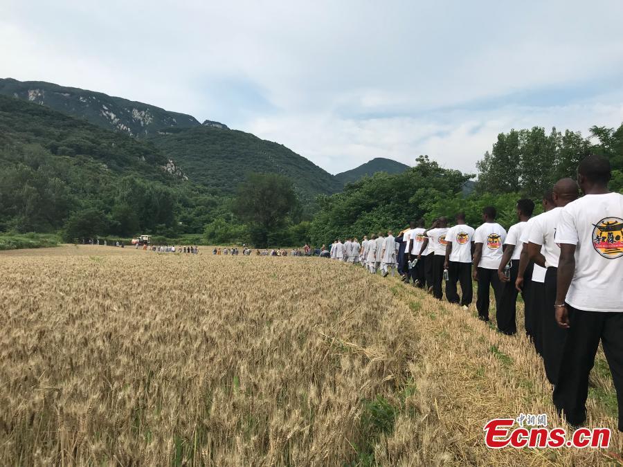 C'est l'heure de la récolte pour les moines de Shaolin