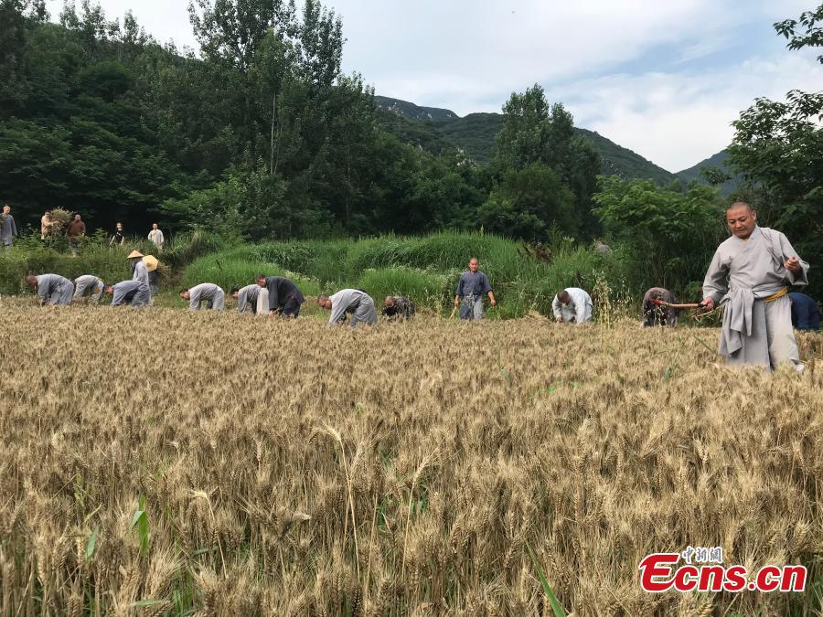 C'est l'heure de la récolte pour les moines de Shaolin