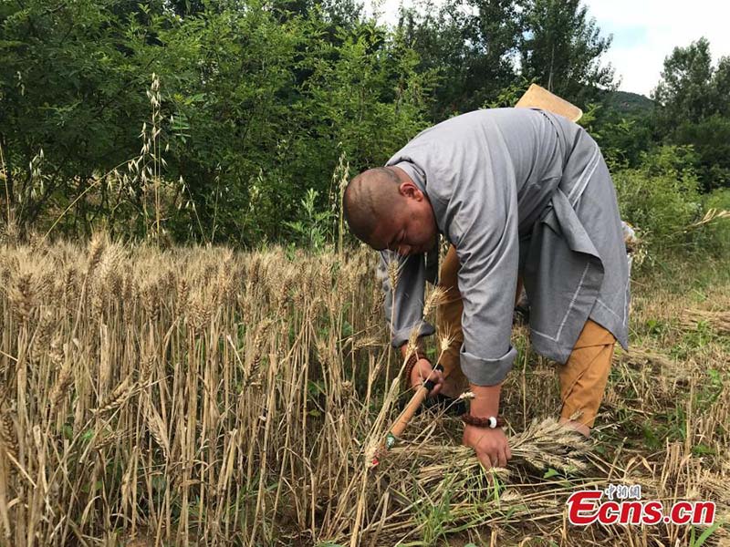 C'est l'heure de la récolte pour les moines de Shaolin