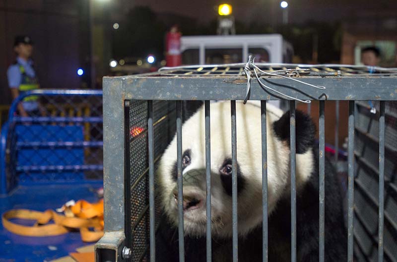 Un panda renvoyé au Sichuan après des soup?ons de maltraitance