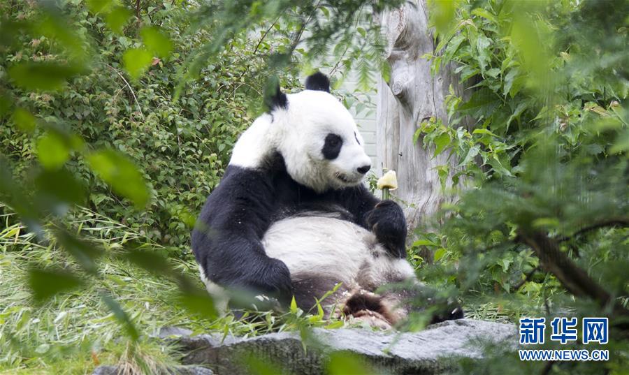 Lancement d'un concours pour baptiser quatre bébés pandas males