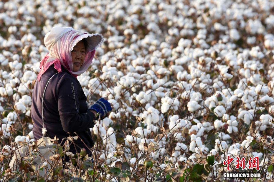 Le premier Festival des récoltes des agriculteurs de Chine en photos