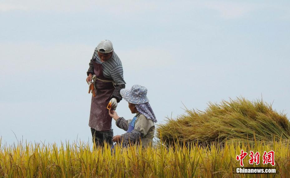 Le premier Festival des récoltes des agriculteurs de Chine en photos