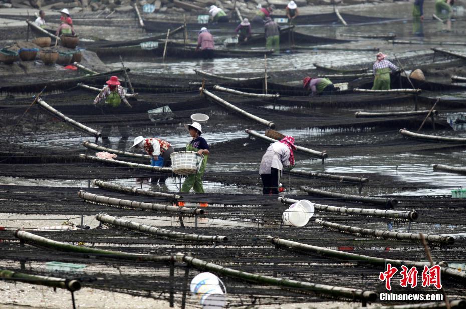 Le premier Festival des récoltes des agriculteurs de Chine en photos