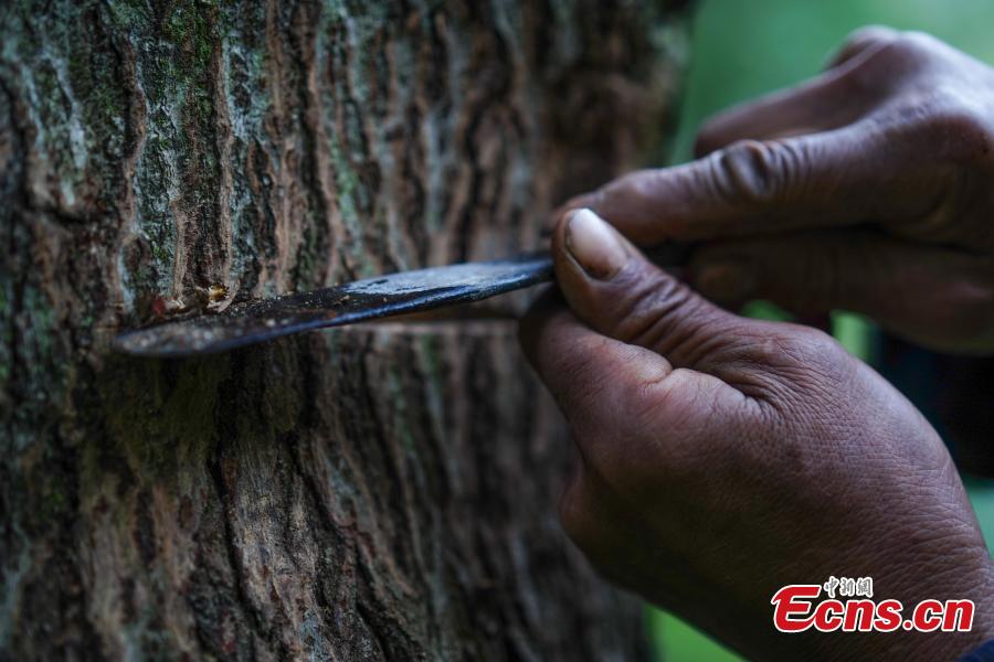 Guizhou : artisanat ancien d'extrait de la laque toujours une source de revenus