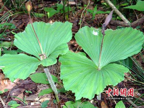 Des plantes aquatiques rares en augmentation dans le nord-est de la Chine 