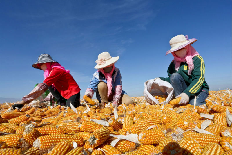 C'est l'heure de la récolte ! Les fermiers font sécher le ma?s dans le Gansu 