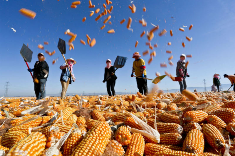 C'est l'heure de la récolte ! Les fermiers font sécher le ma?s dans le Gansu 