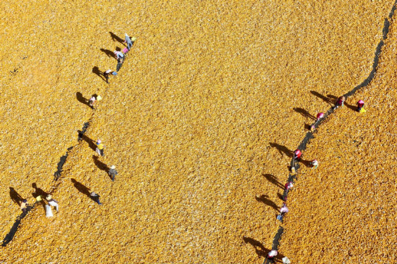 C'est l'heure de la récolte ! Les fermiers font sécher le ma?s dans le Gansu 