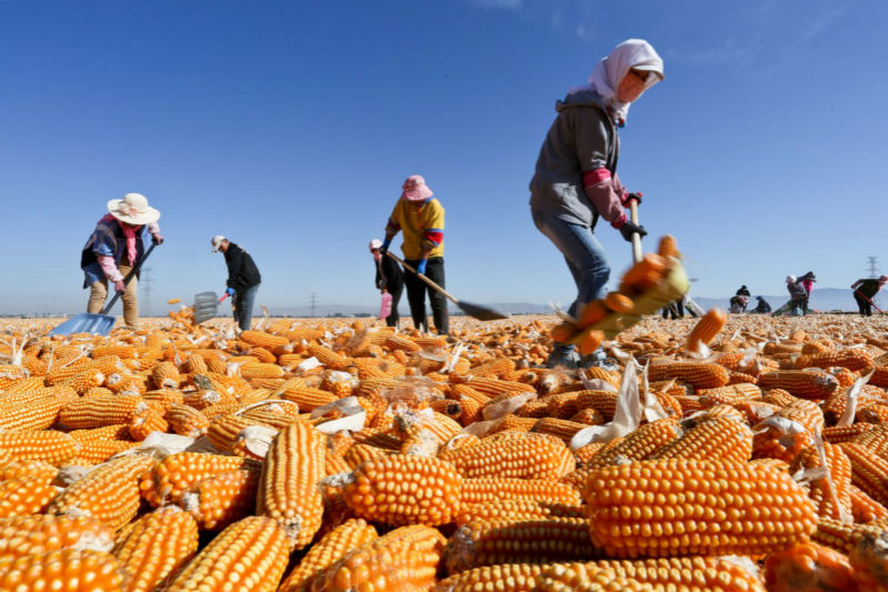 C'est l'heure de la récolte ! Les fermiers font sécher le ma?s dans le Gansu 