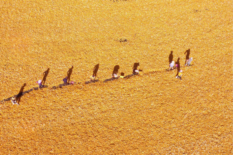 C'est l'heure de la récolte ! Les fermiers font sécher le ma?s dans le Gansu 