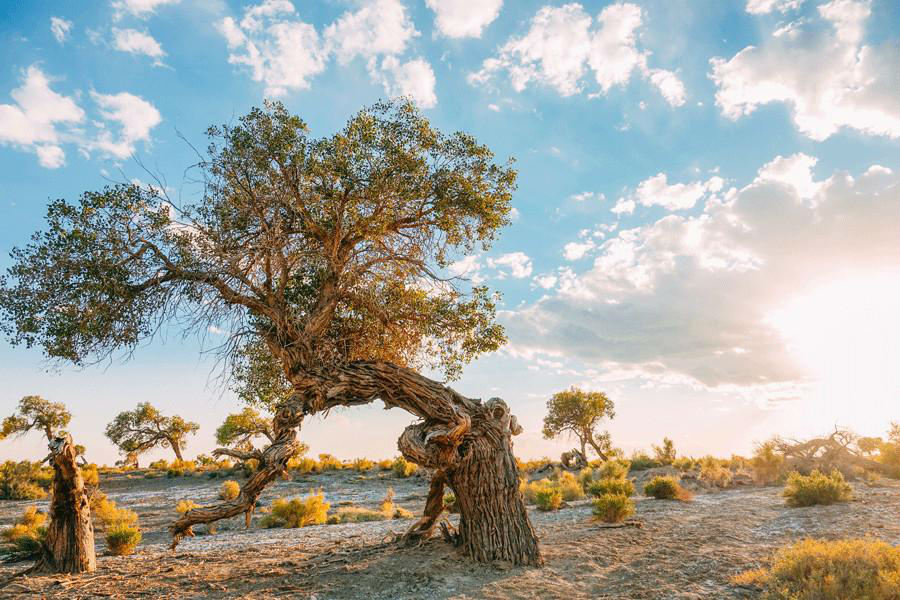 Xinjiang : les peupliers du désert créent des oasis dorées