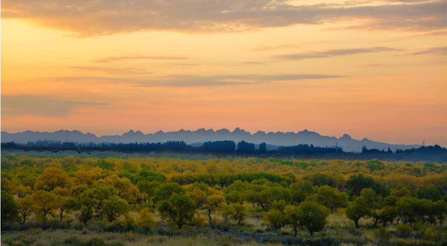 Xinjiang : les peupliers du désert créent des oasis dorées