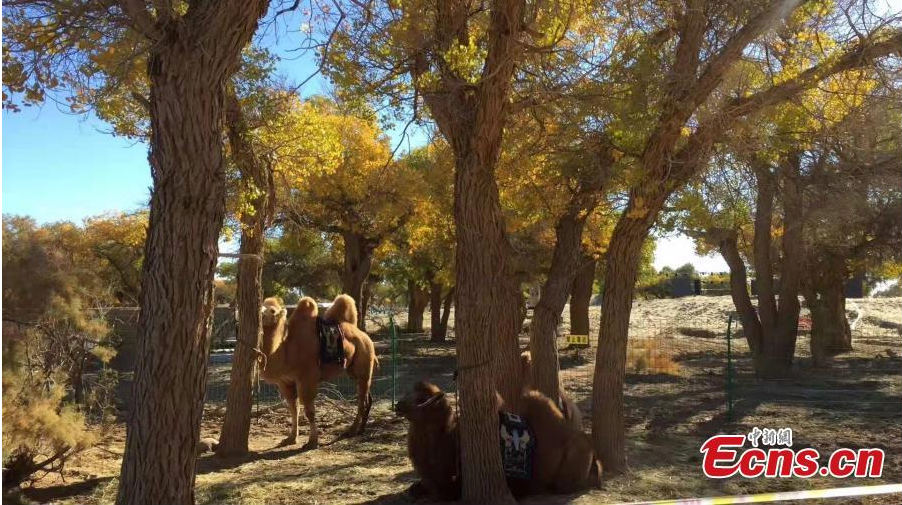 Mongolie-Intérieure : c'est le meilleur moment pour visiter la forêt d'Ejina