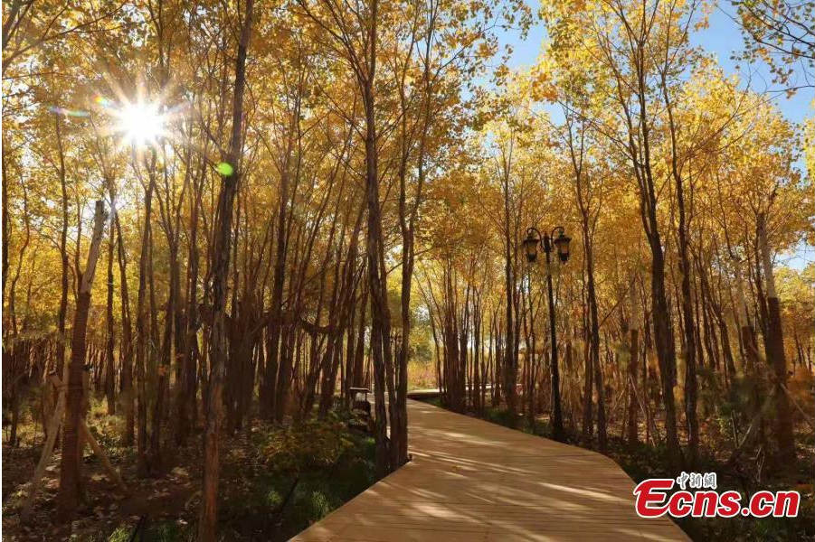 Mongolie-Intérieure : c'est le meilleur moment pour visiter la forêt d'Ejina