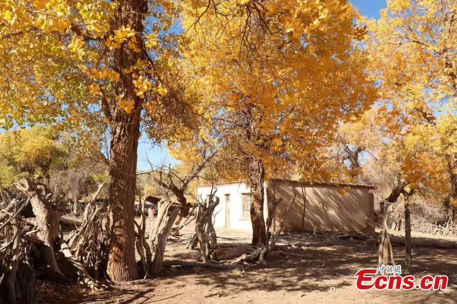 Mongolie-Intérieure : c'est le meilleur moment pour visiter la forêt d'Ejina