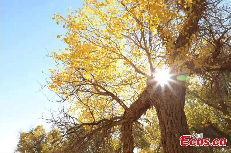 Mongolie-Intérieure : c'est le meilleur moment pour visiter la forêt d'Ejina