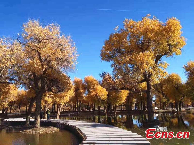 Mongolie-Intérieure : c'est le meilleur moment pour visiter la forêt d'Ejina