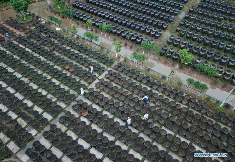 Découvrons la méthode traditionnelle de fabrication de vinaigre sauvegardée dans le Guizhou