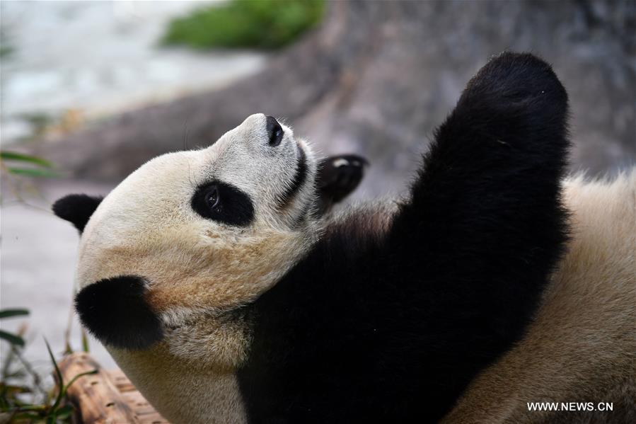 Chine : les premiers pandas géants de Hainan présentés au public