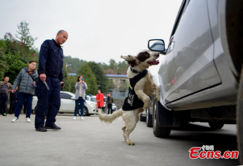 Gros plan sur des chiens policiers en formation