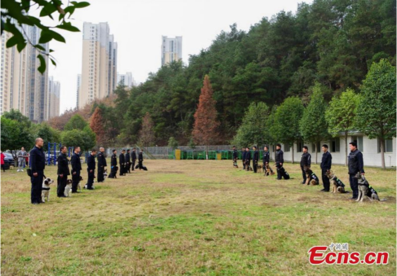 Gros plan sur des chiens policiers en formation