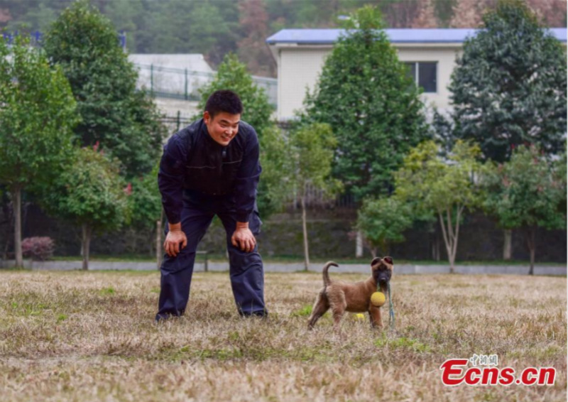 Gros plan sur des chiens policiers en formation