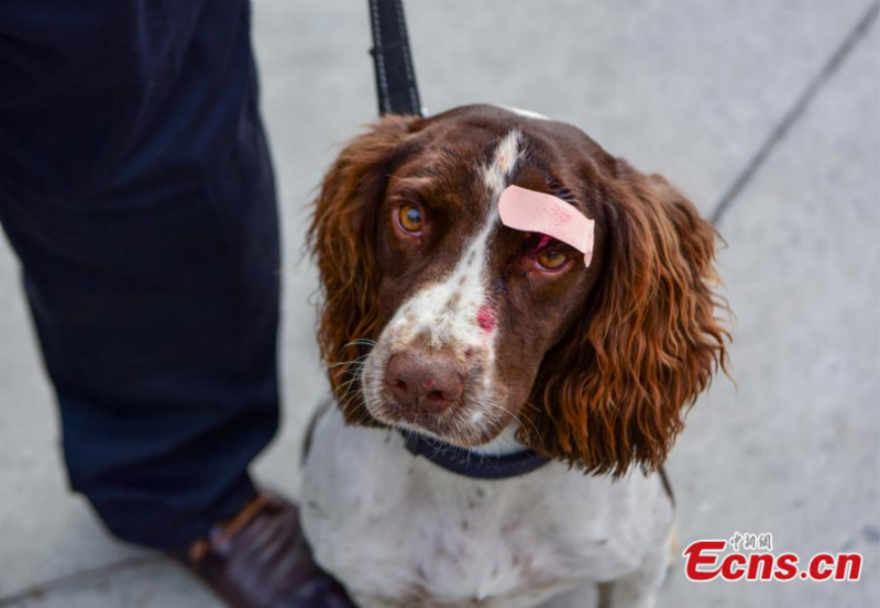 Gros plan sur des chiens policiers en formation