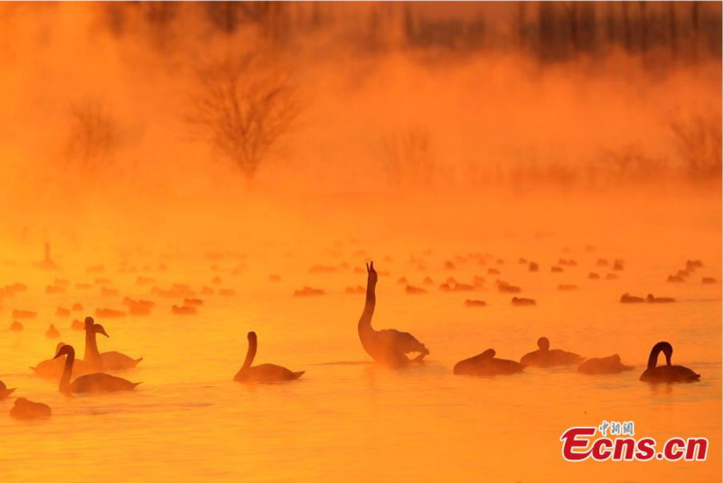 Xinjiang : une zone humide qui attire les cygnes