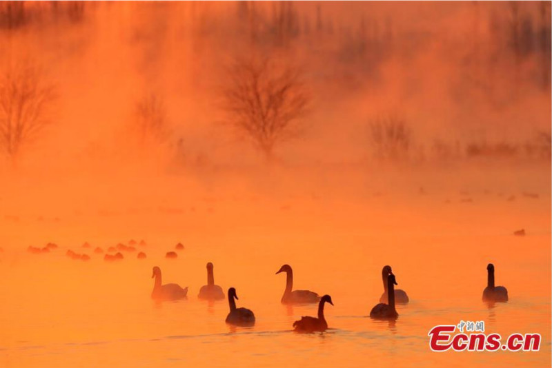 Xinjiang : une zone humide qui attire les cygnes