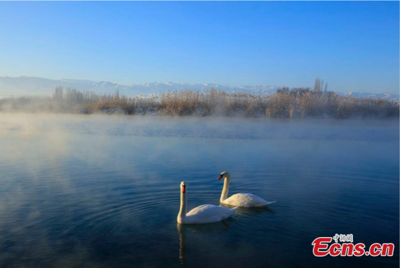 Xinjiang : une zone humide qui attire les cygnes