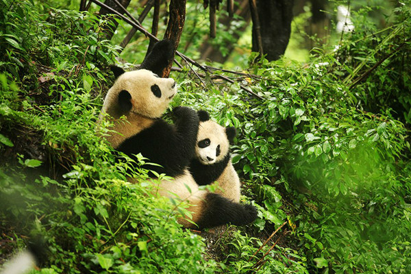 Des pandas ? amoureux ? capturés par une caméra infrarouge dans le nord-ouest de la Chine