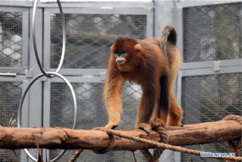 Trois singes dorés rencontrent le public au zoo de Chongqing