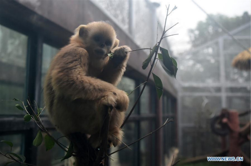 Trois singes dorés rencontrent le public au zoo de Chongqing