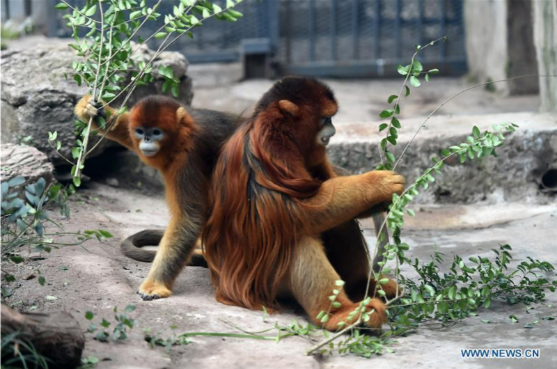 Trois singes dorés rencontrent le public au zoo de Chongqing