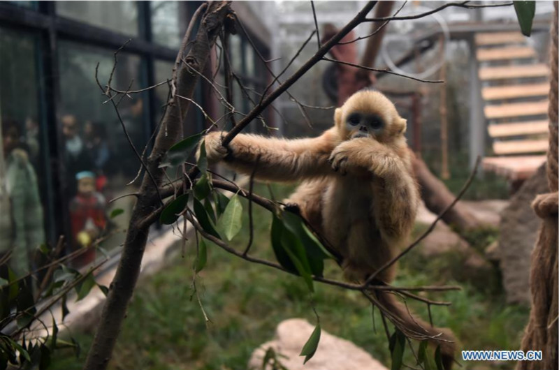 Trois singes dorés rencontrent le public au zoo de Chongqing