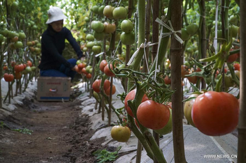 Les paysans chinois au travail avec le début du printemps